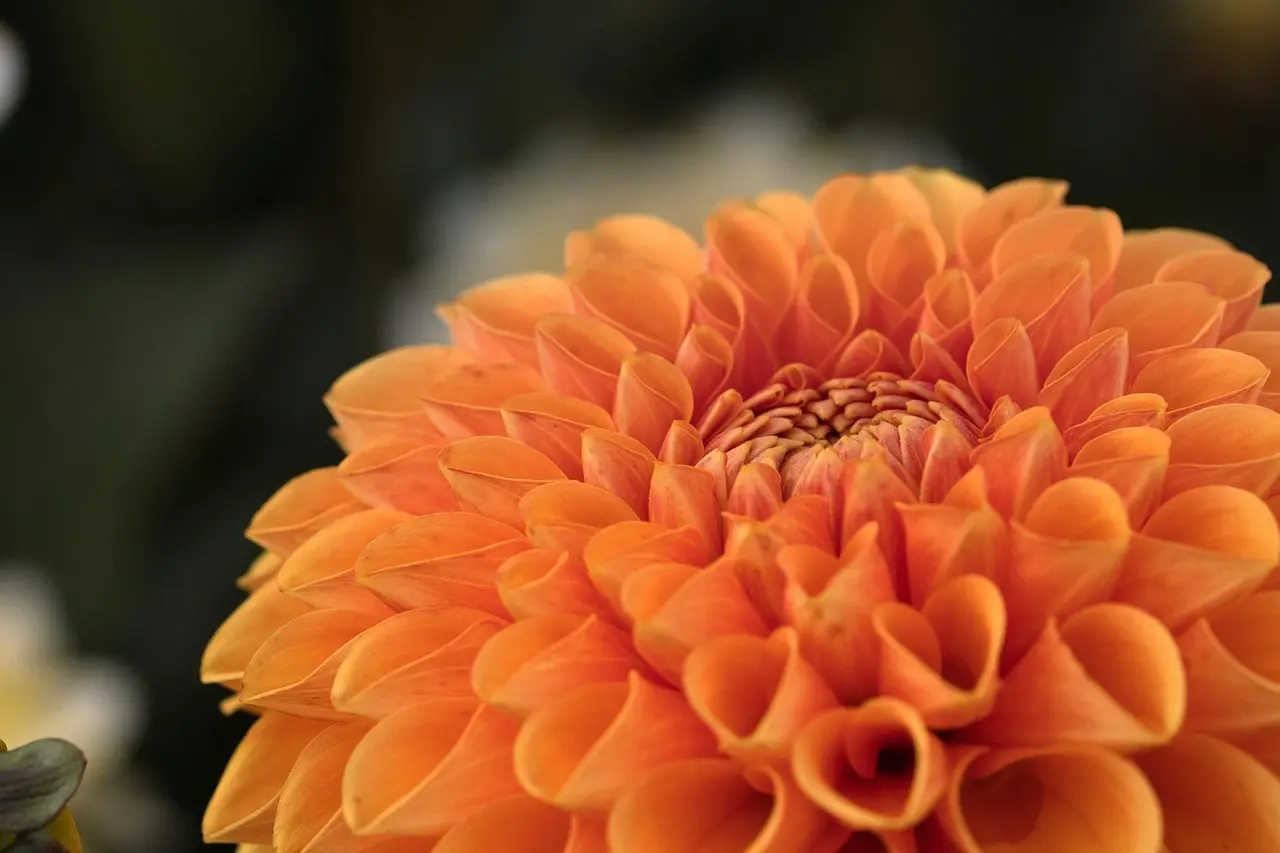 Orange dahlia i nærbillede