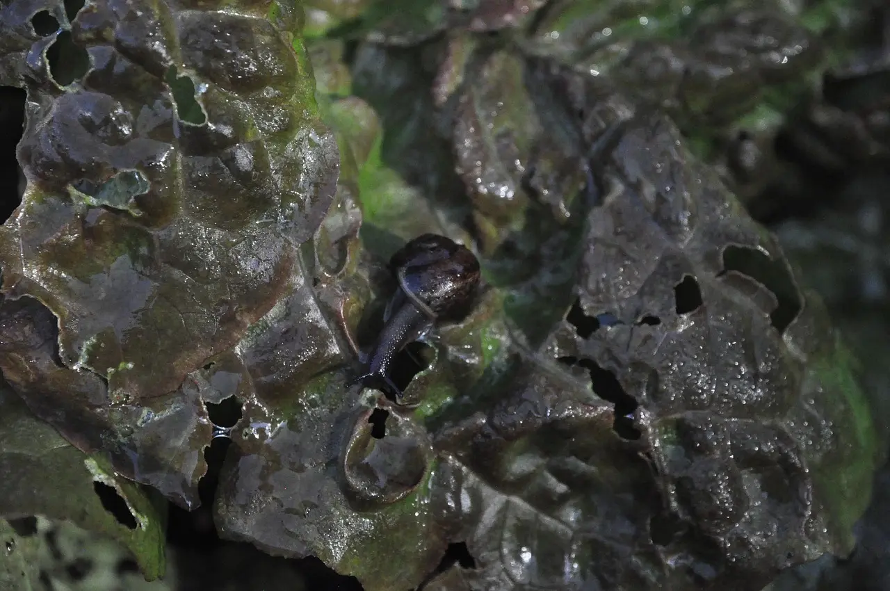 Hvordan kan jeg undgå skadedyr og ukrudt i min højbedsramme?